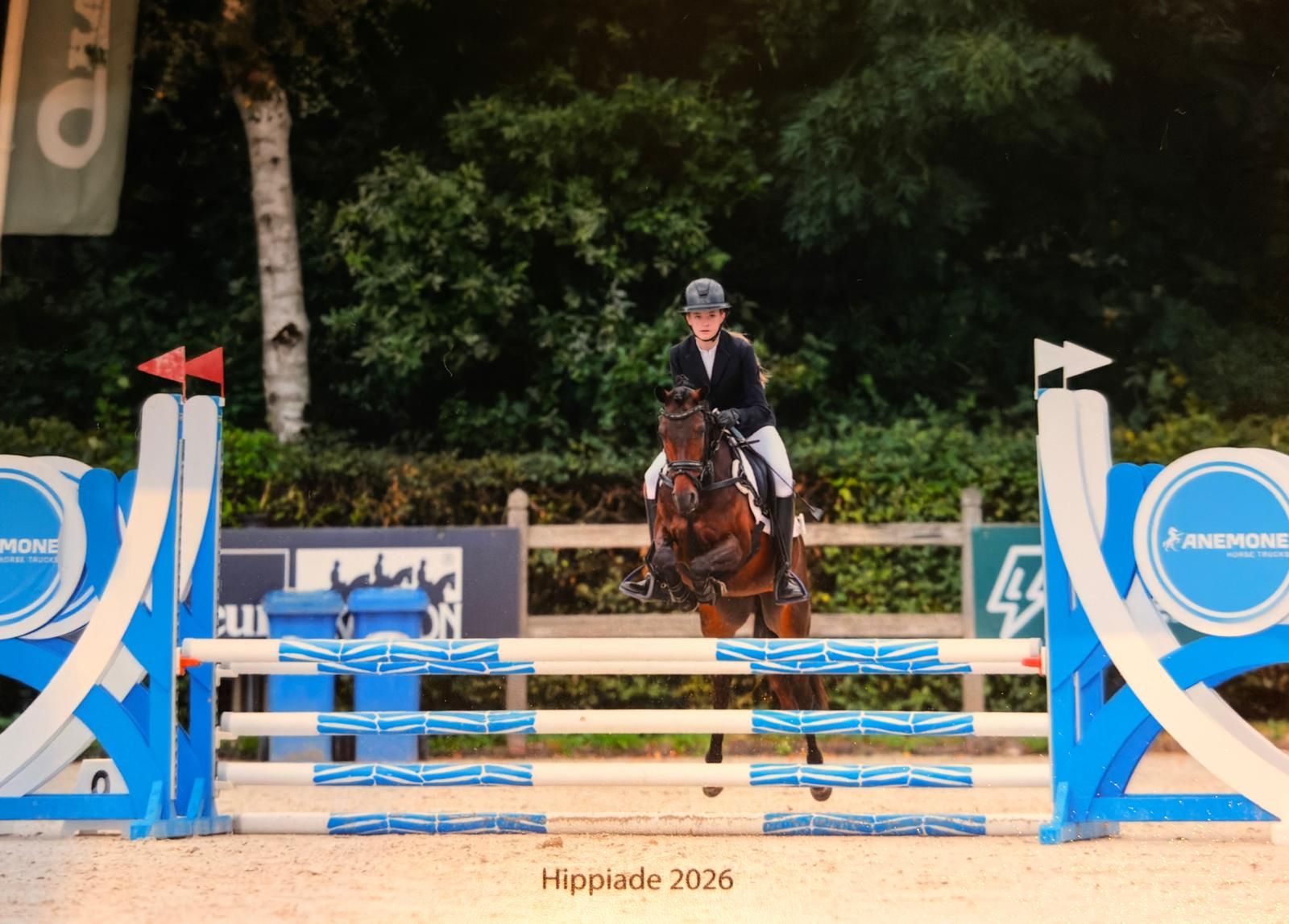 welsh springpony ruin 10 Jahre alt donkerbruin zu verkaufen - Foto 2