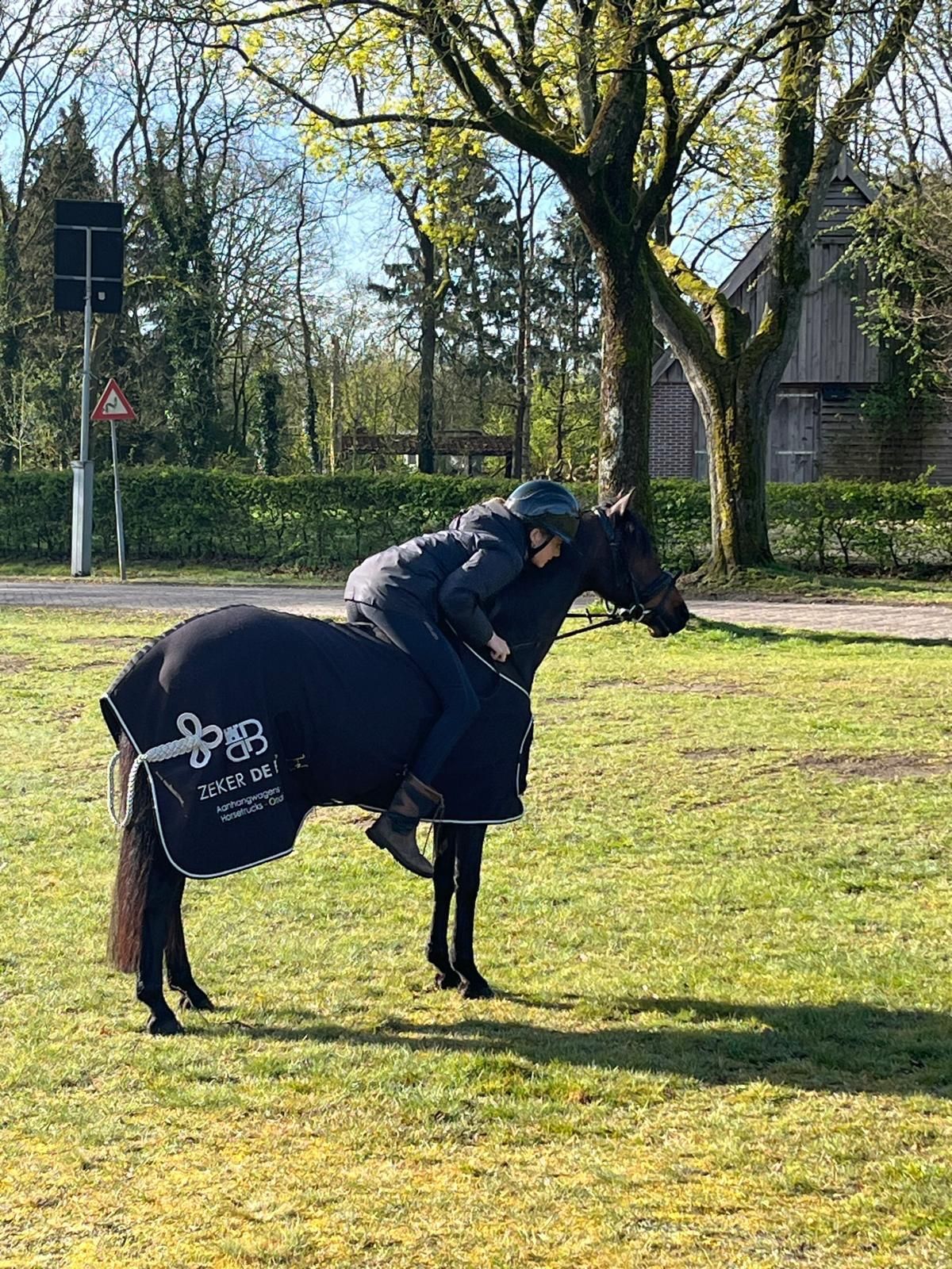 welsh springpony ruin 10 Jahre alt donkerbruin zu verkaufen - Foto 6