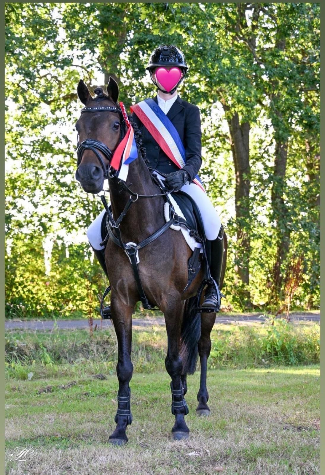 welsh springpony ruin 10 Jahre alt donkerbruin zu verkaufen - Foto 5