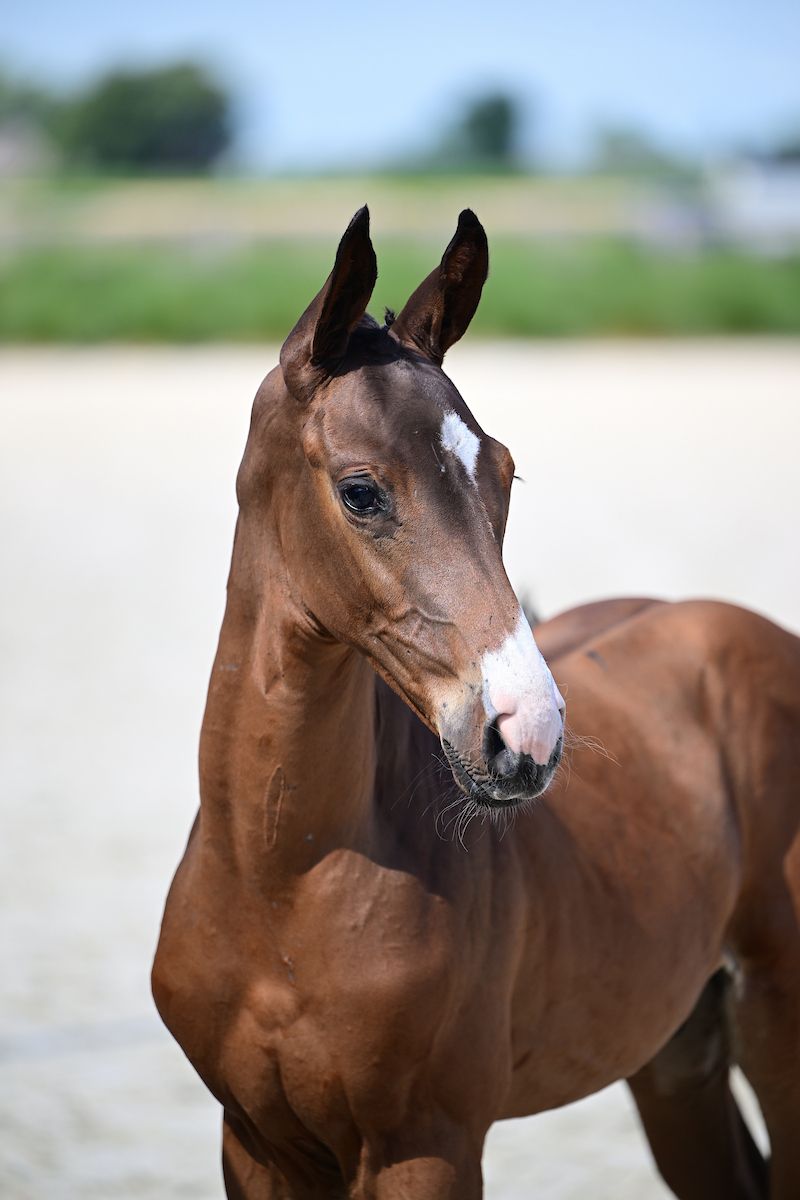 Foal 4 months old