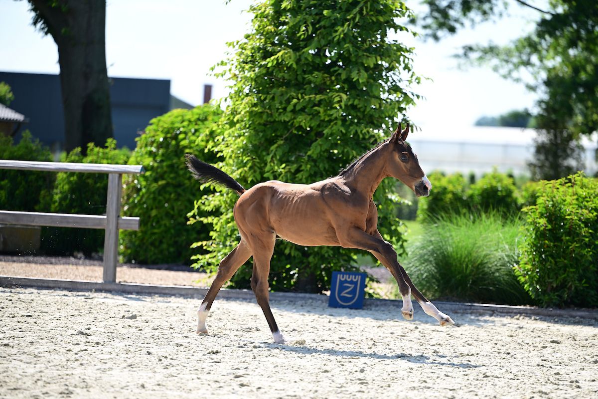 zangersheide springpaard hengst 0 years old donkerbruin for sale - Photo 2