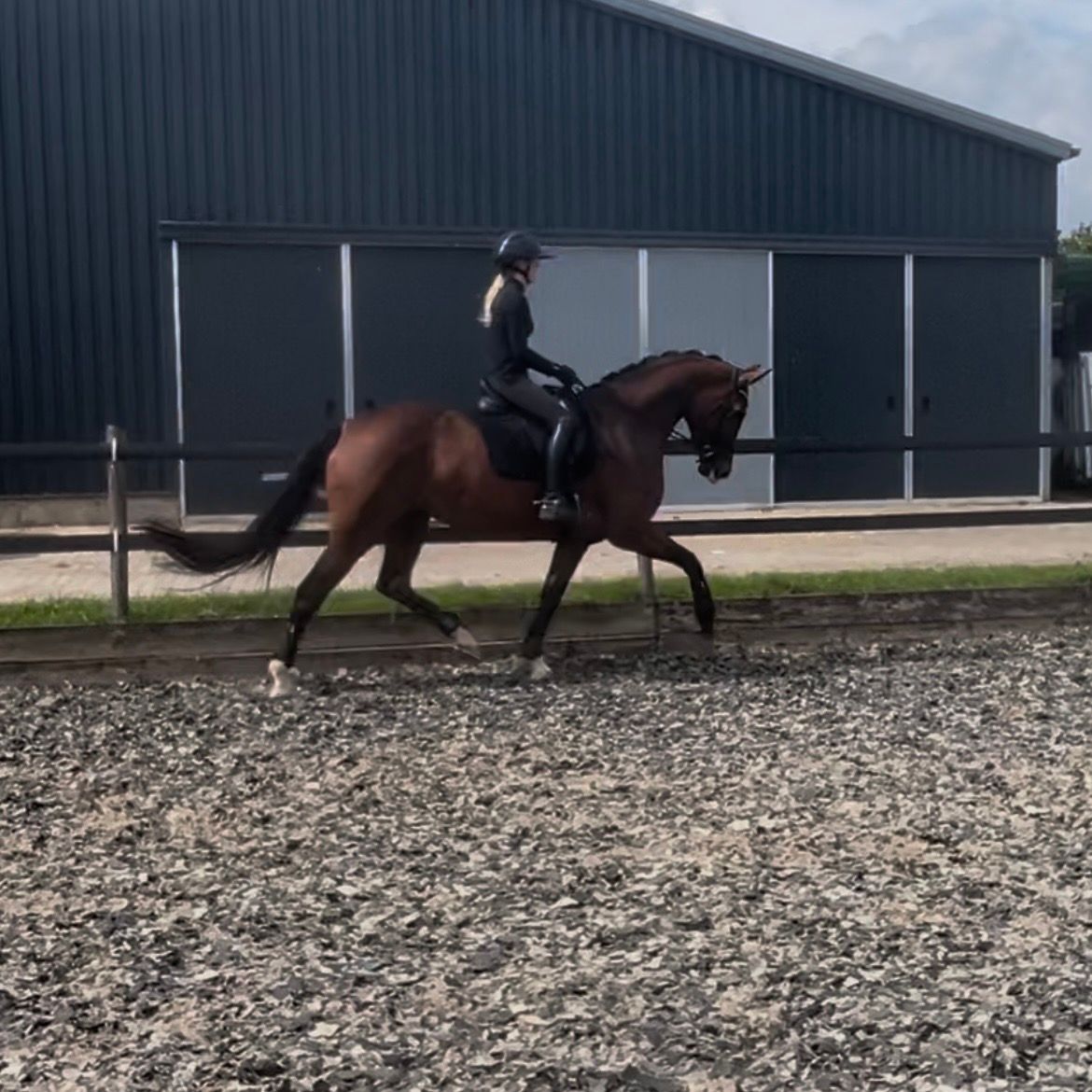kwpn dressuurpaard merrie 4 år bruin till salu - Foto 2