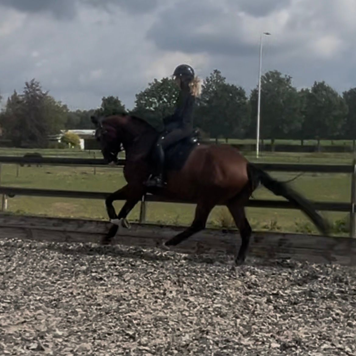 kwpn dressuurpaard merrie 4 år bruin till salu - Foto 3