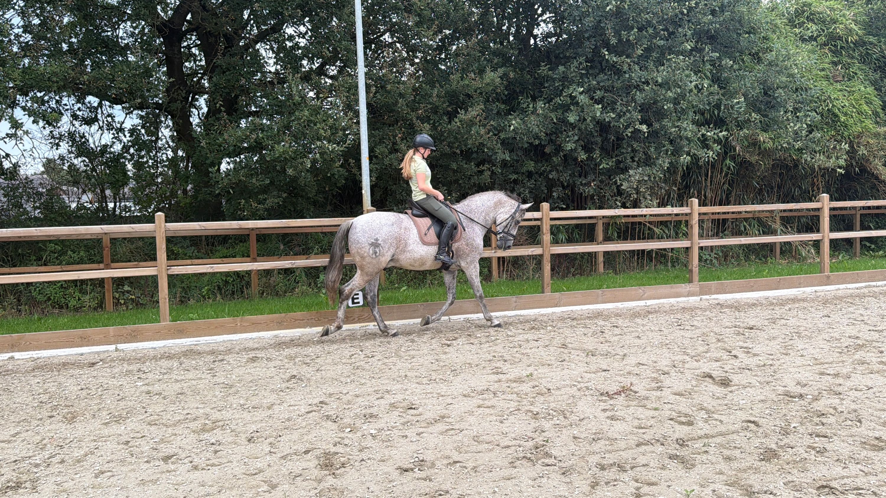 Andalusian gelding
