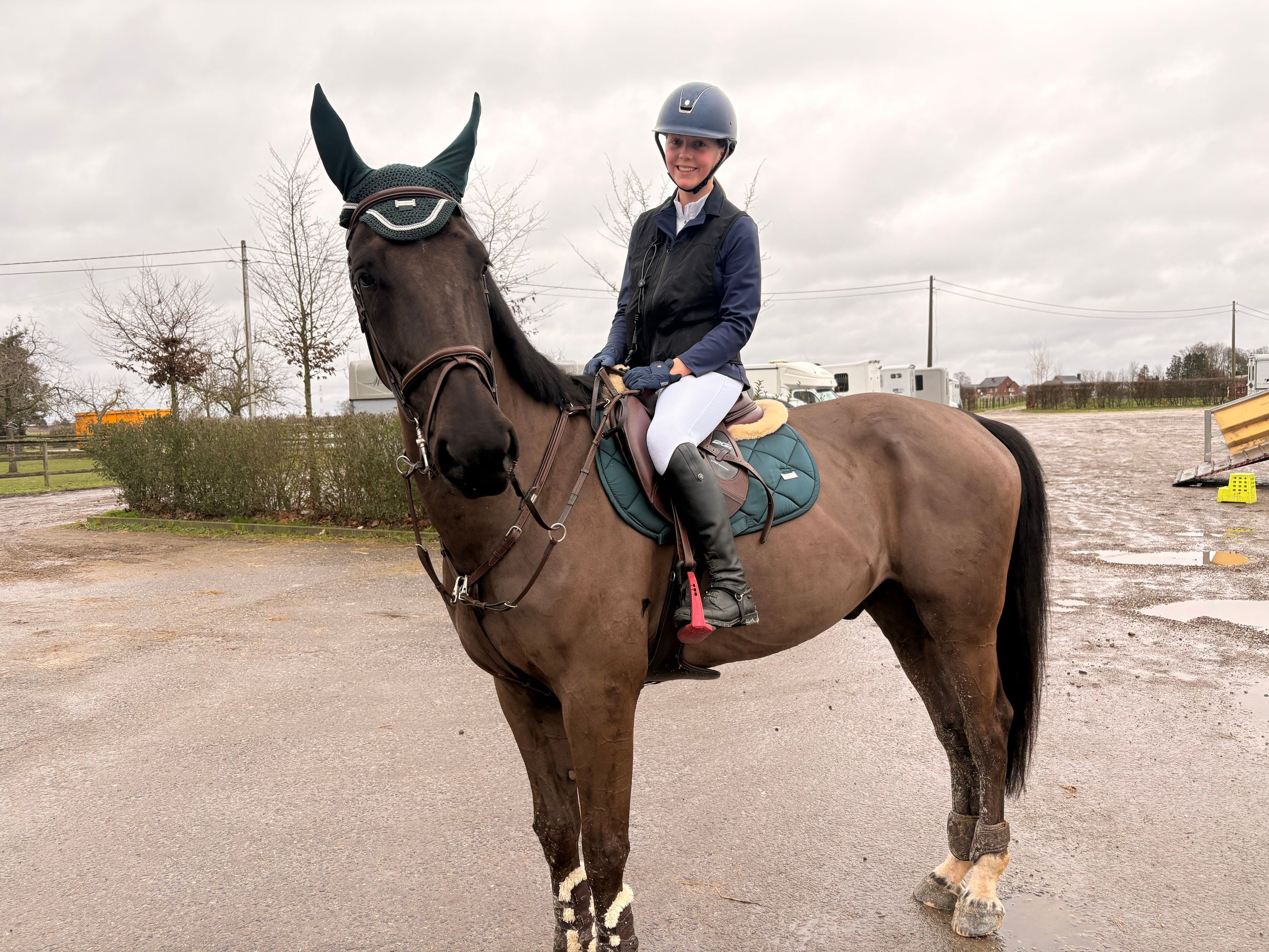 6-year-old BWP showjumping gelding