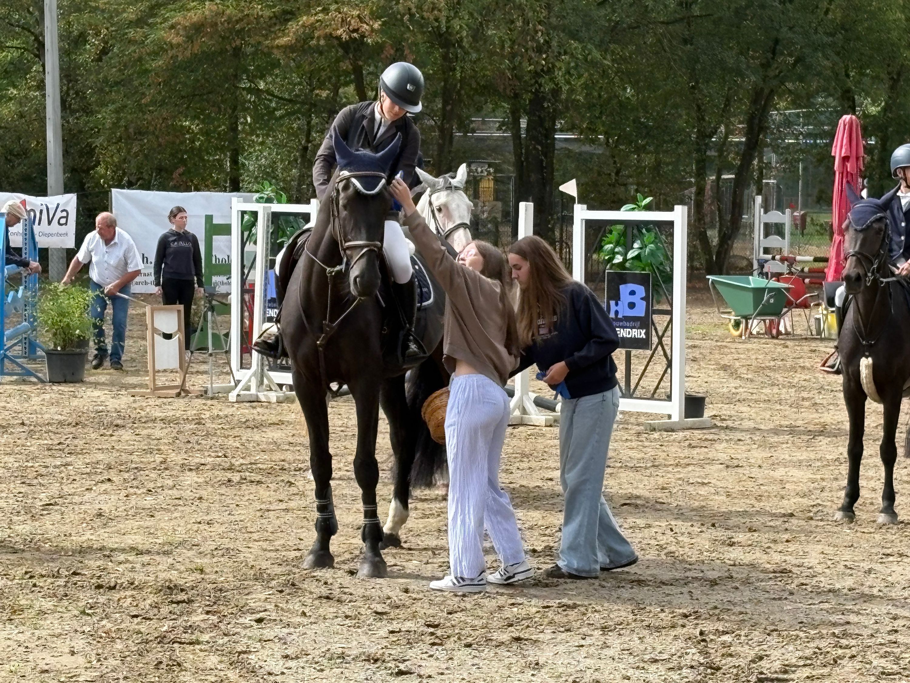 bwp springpaard ruin 6 years old zwart for sale - Photo 3
