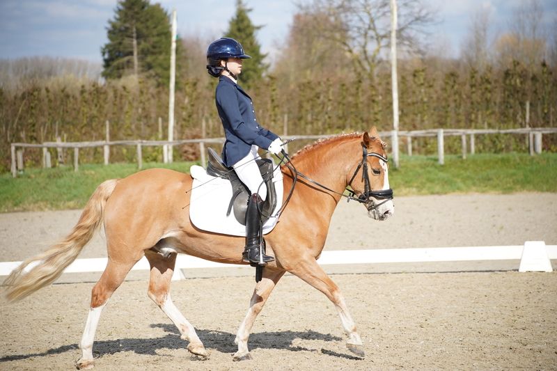 ander dressuurpony ruin 8 anos vos à venda - Foto 4