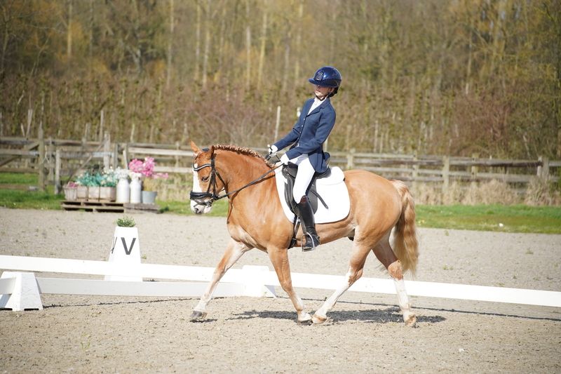 ander dressuurpony ruin 8 anos vos à venda - Foto 5