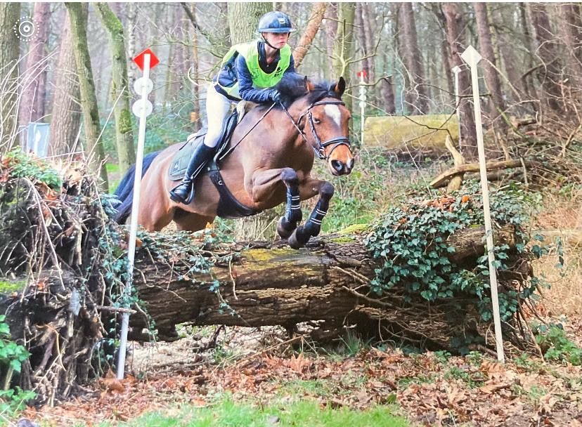 new-forest springpony merrie 14 anni bruin in vendita - Foto 4