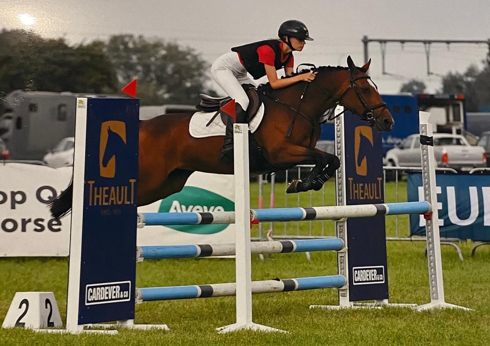new-forest springpony merrie 14 anni bruin in vendita - Foto 3