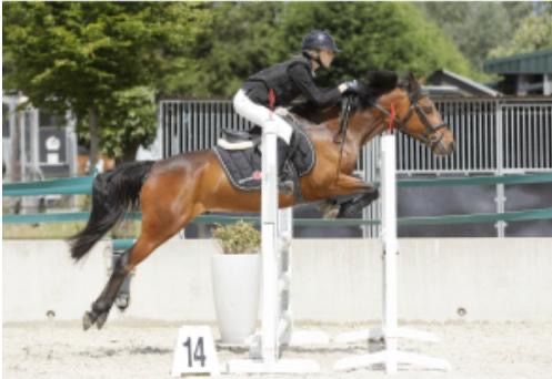 new-forest springpony merrie 14 anni bruin in vendita - Foto 5