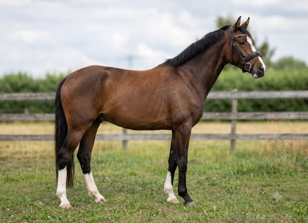 Super lovely 3-year-old mare!