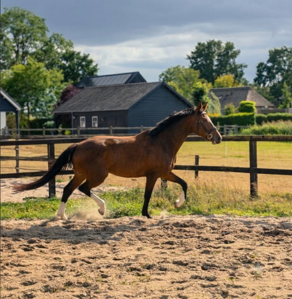 kwpn dressuurpaard merrie 3 years old donkerbruin for sale - Photo 3