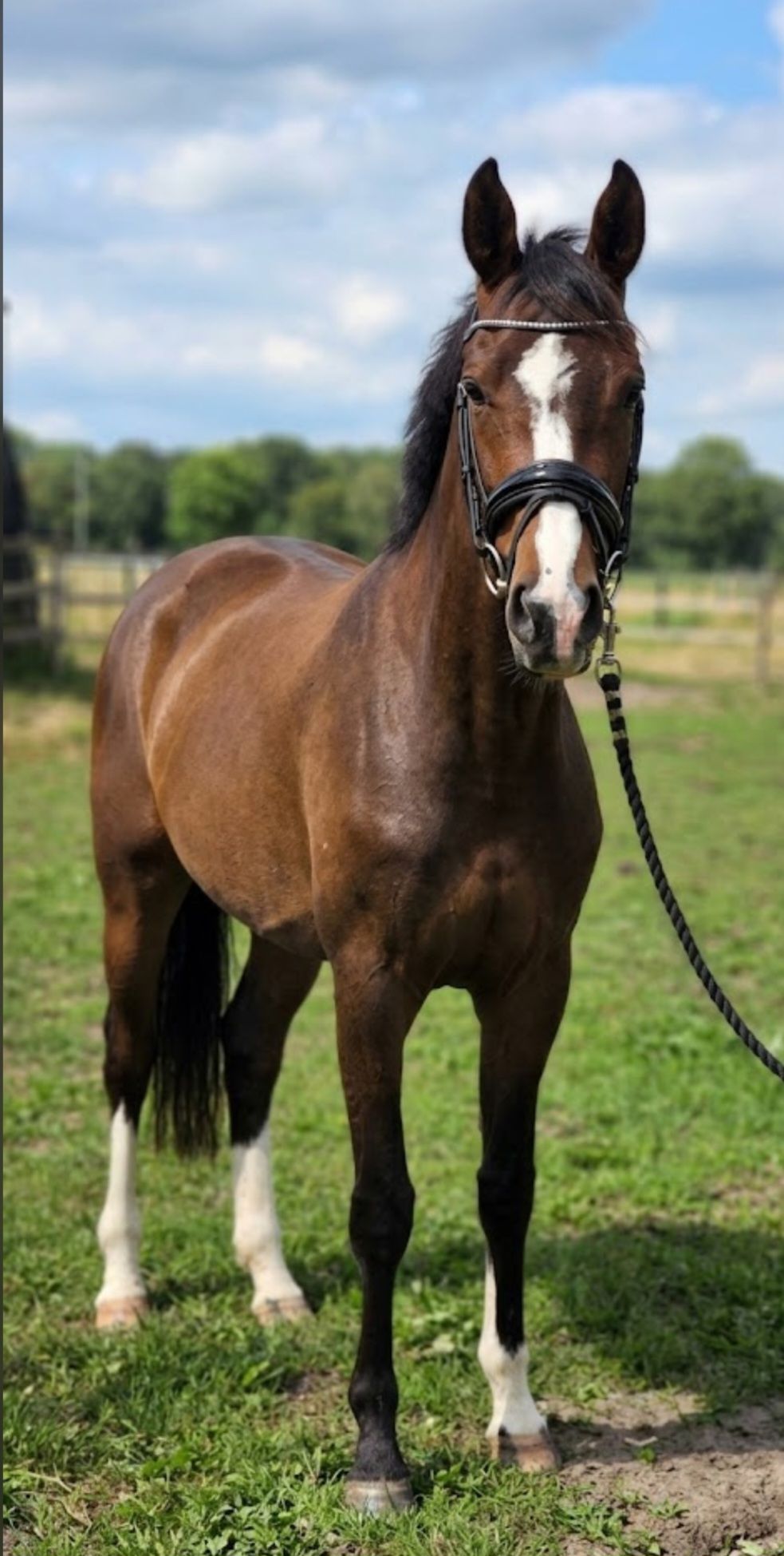 kwpn dressuurpaard merrie 3 years old donkerbruin for sale - Photo 2