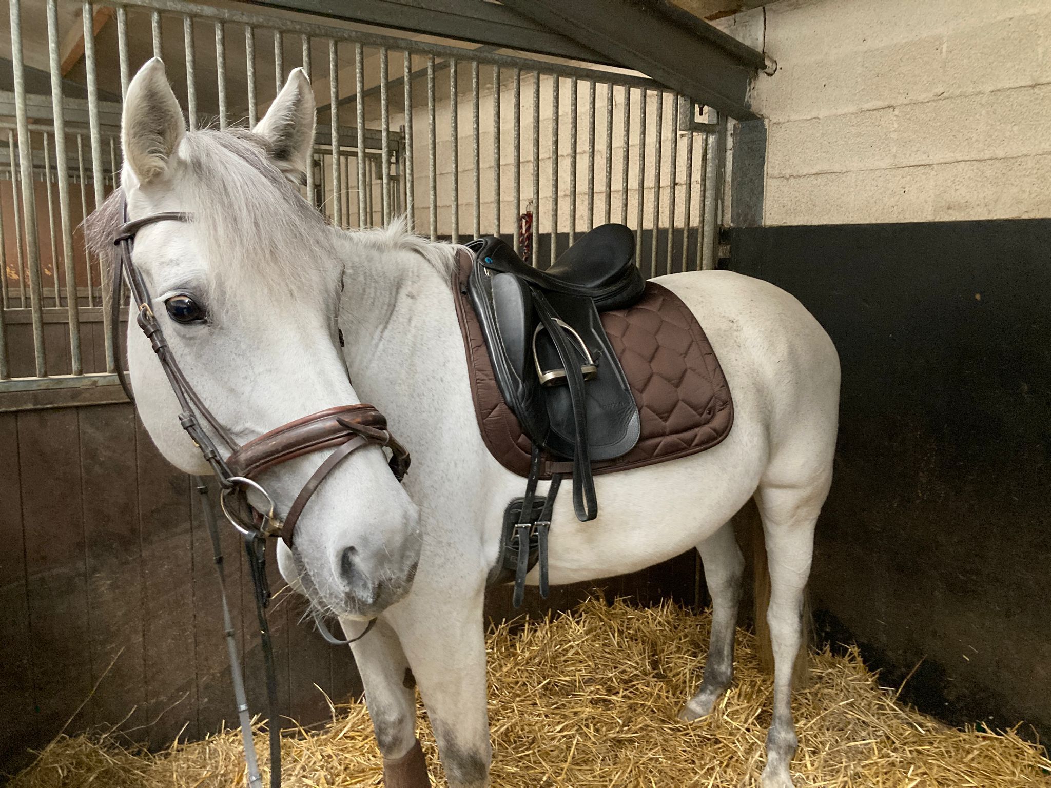 Gentle: Sweet leisure/dressage mare