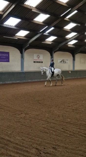 kwpn dressuurpaard merrie 15 years old schimmel for sale - Photo 3