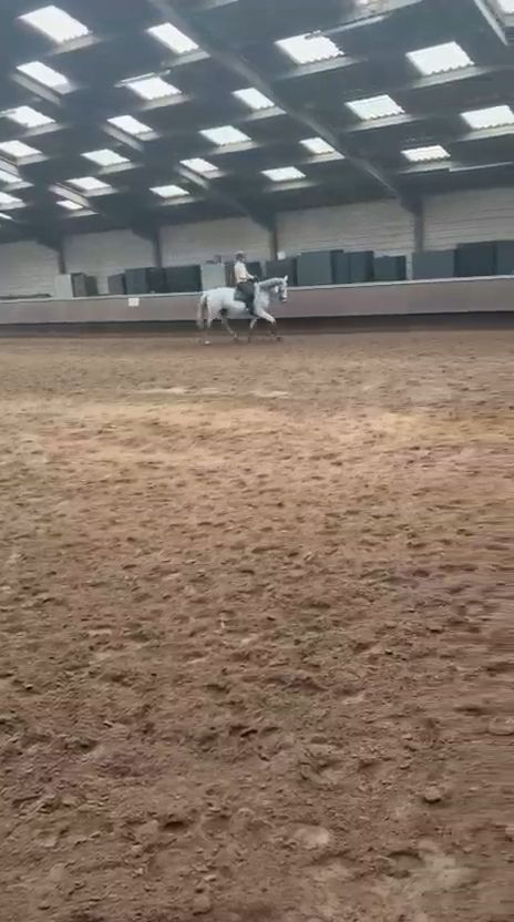 kwpn dressuurpaard merrie 15 years old schimmel for sale - Photo 5