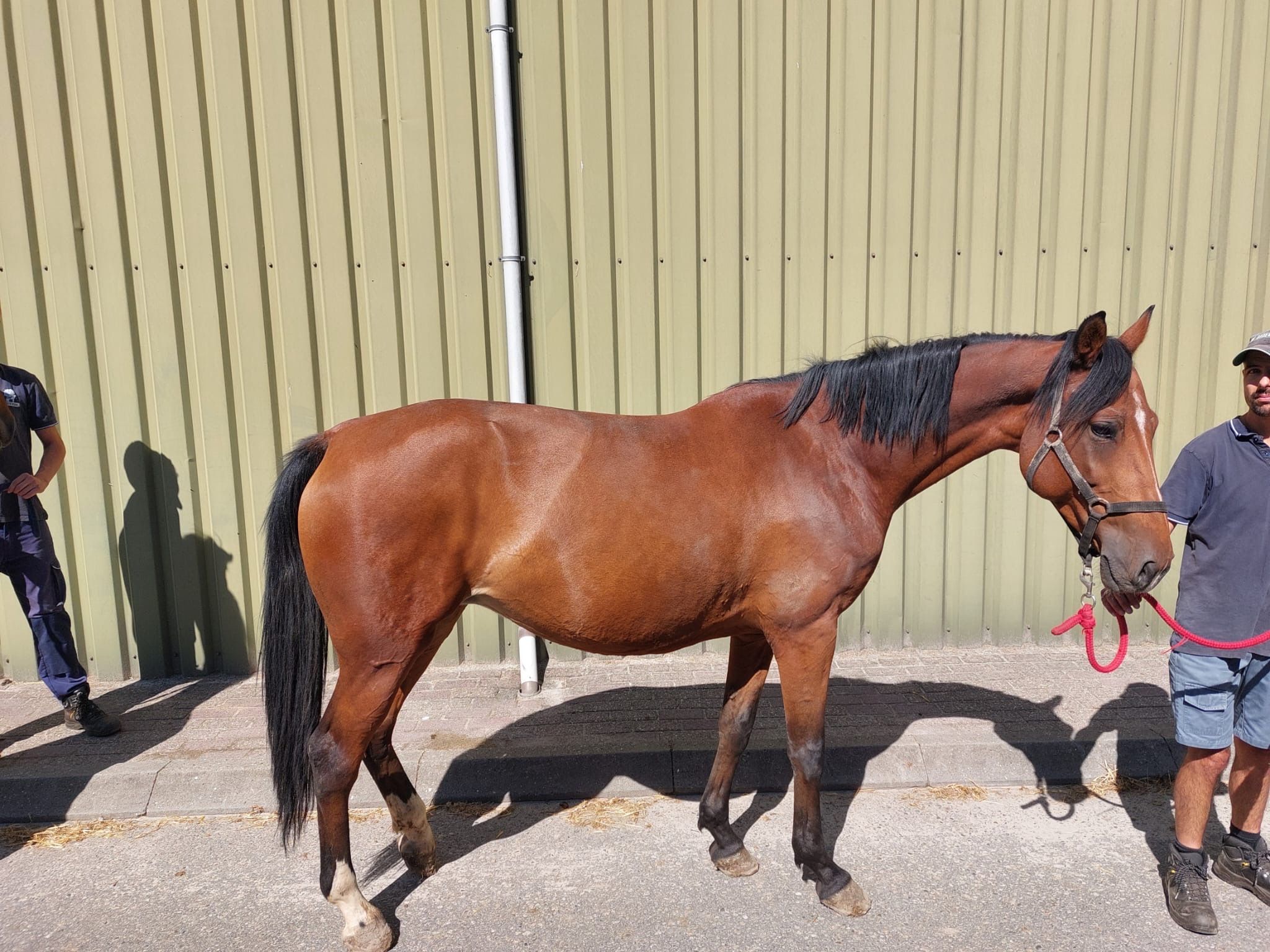 zangersheide springpaard merrie 1 years old vos for sale - Photo 6