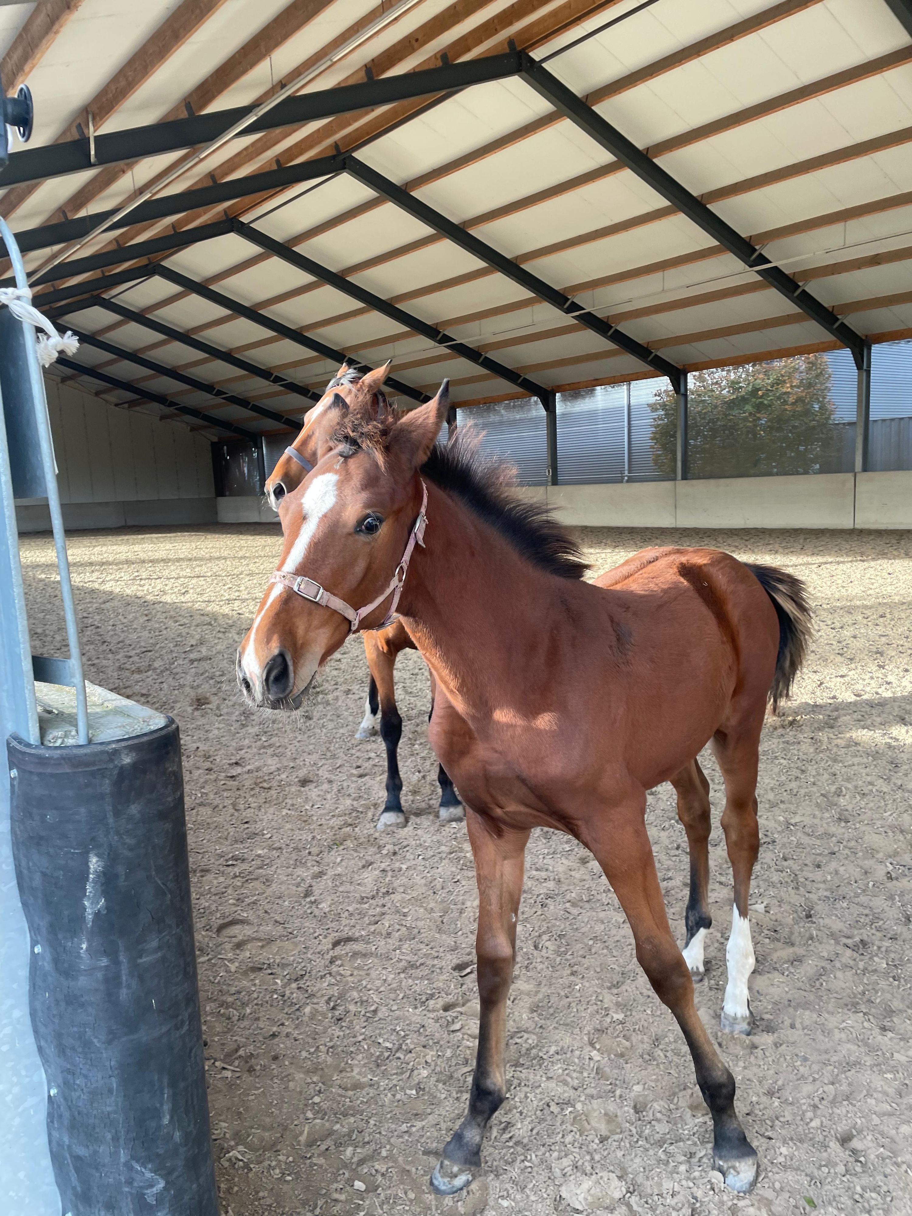 Elegant 2025 Zangersheide Filly with Strong Showjumping Pedigree