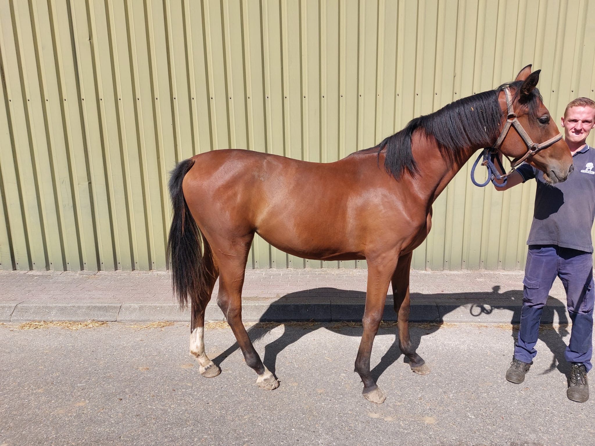 zangersheide springpaard merrie 1 years old vos for sale - Photo 2