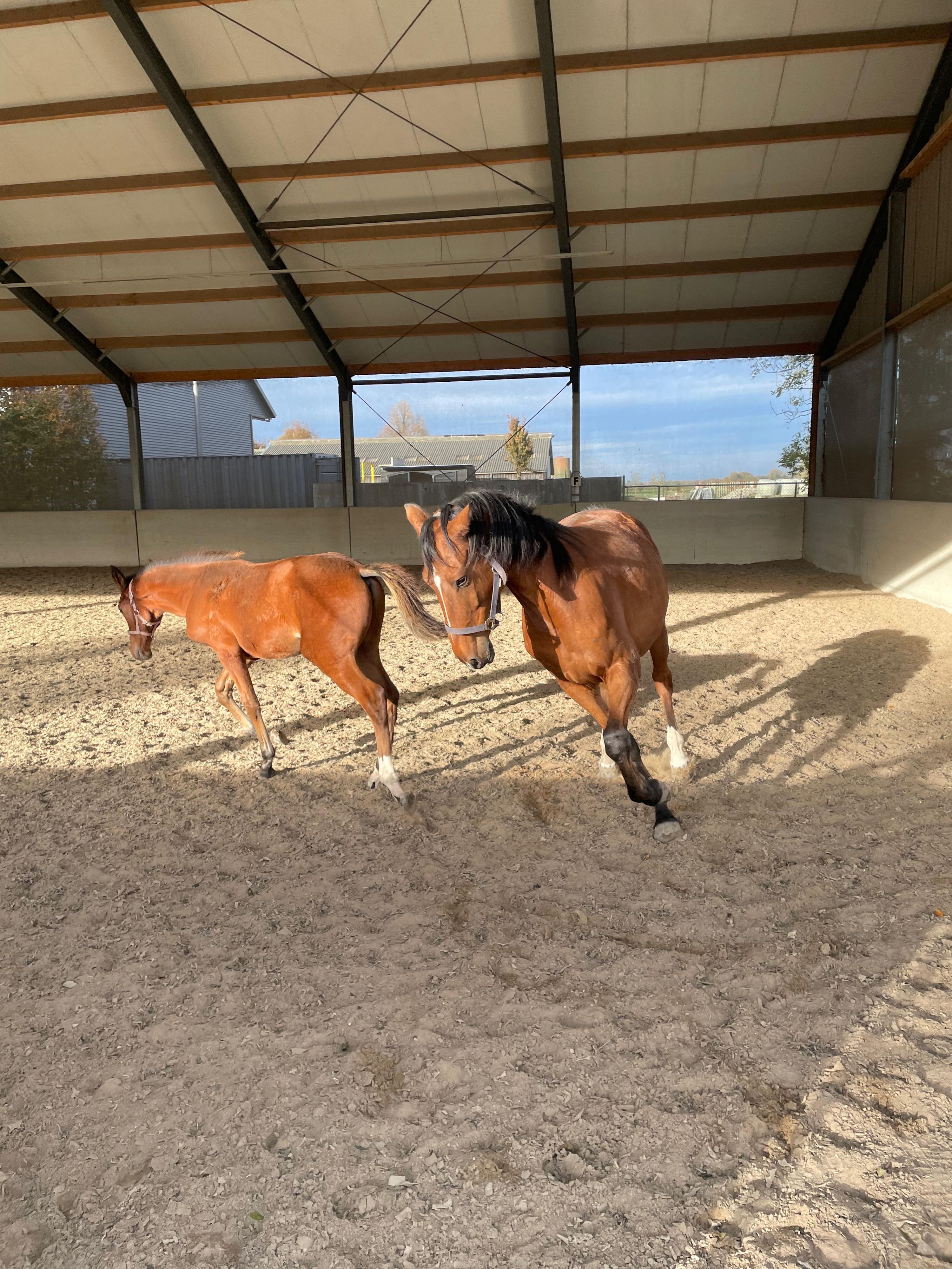 zangersheide springpaard merrie 1 years old vos for sale - Photo 3
