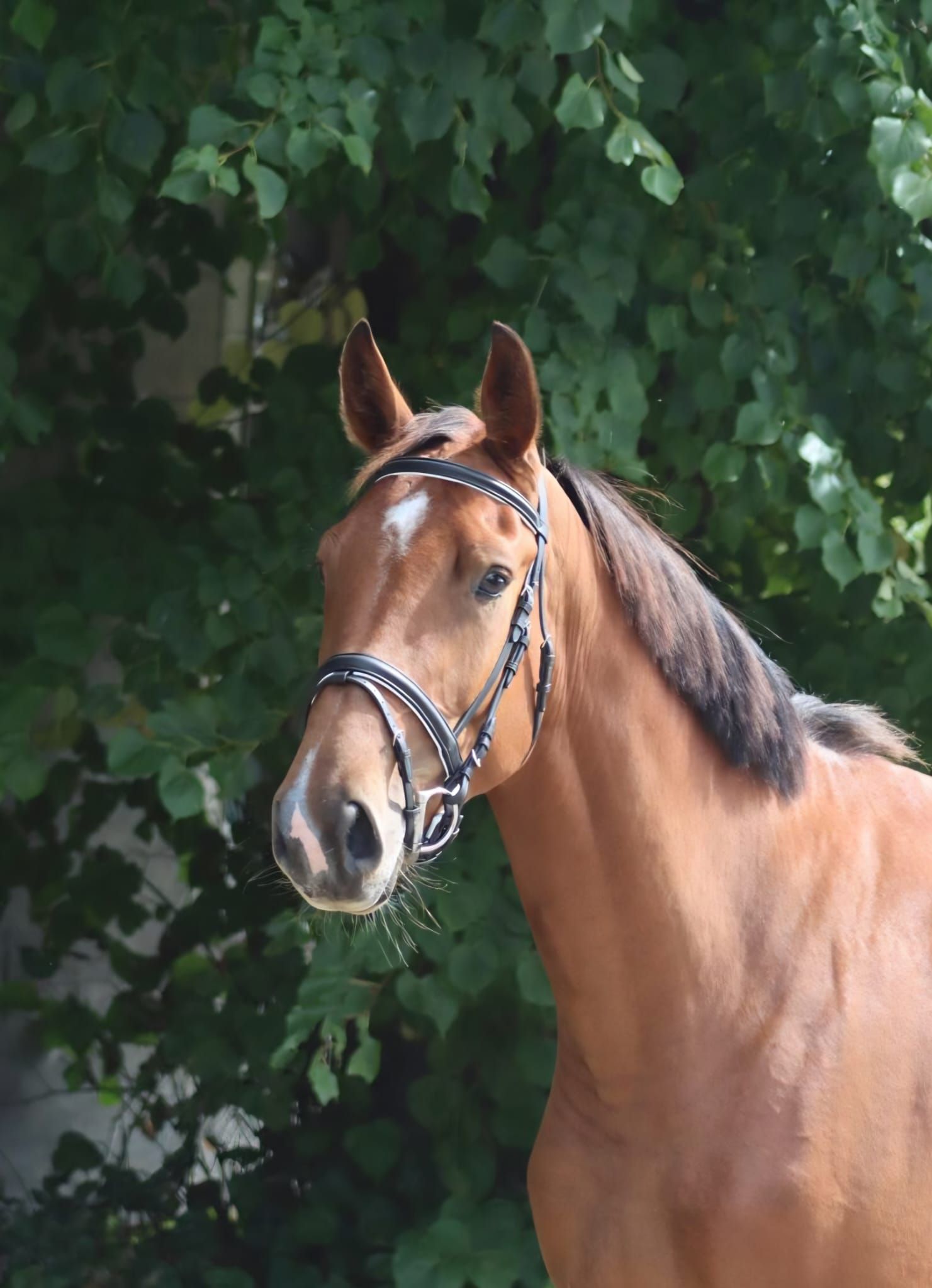 3-year-old Hardrock x Indoctro mare
