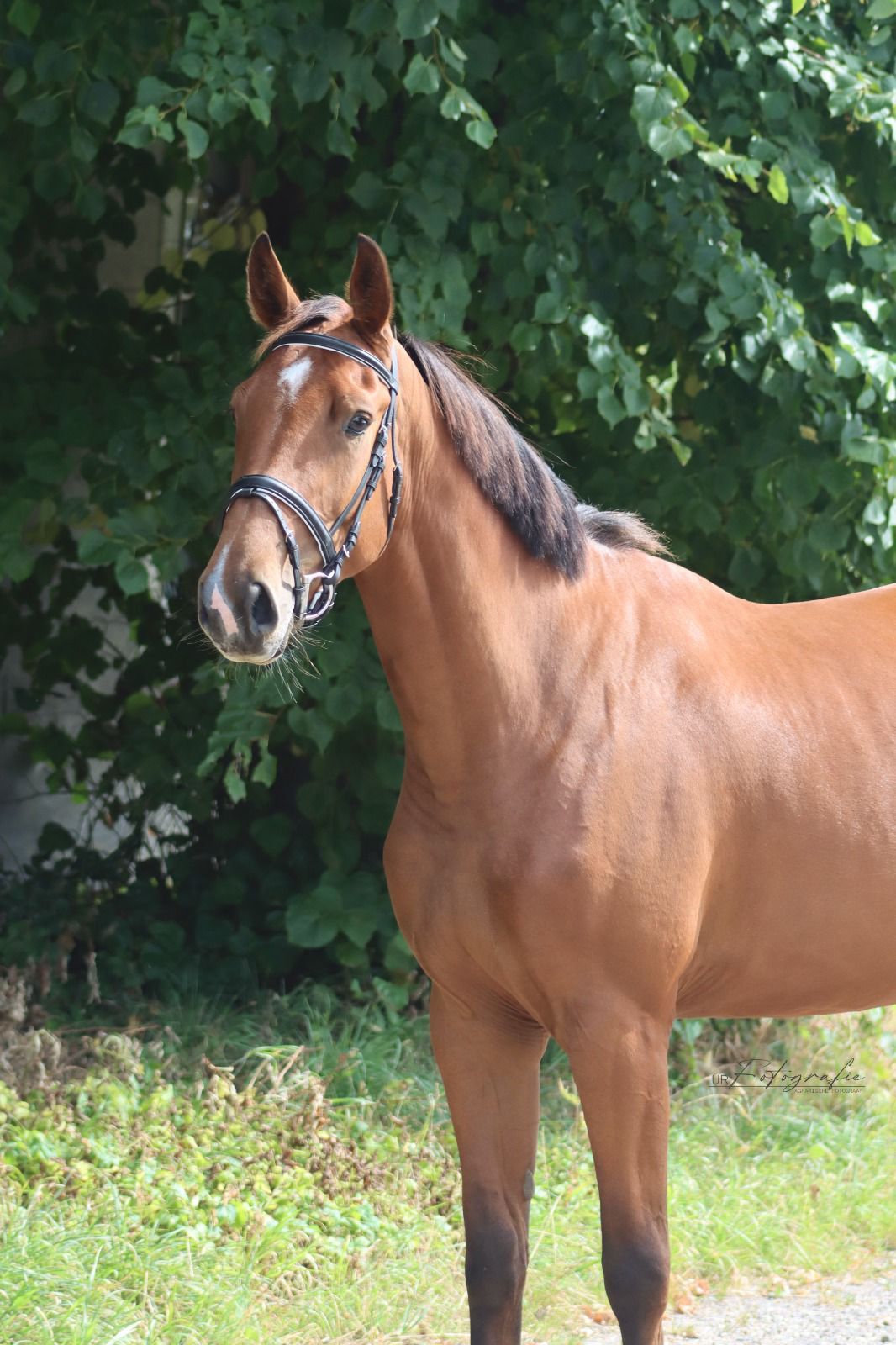 kwpn springpaard merrie 3 years old bruin for sale - Photo 2