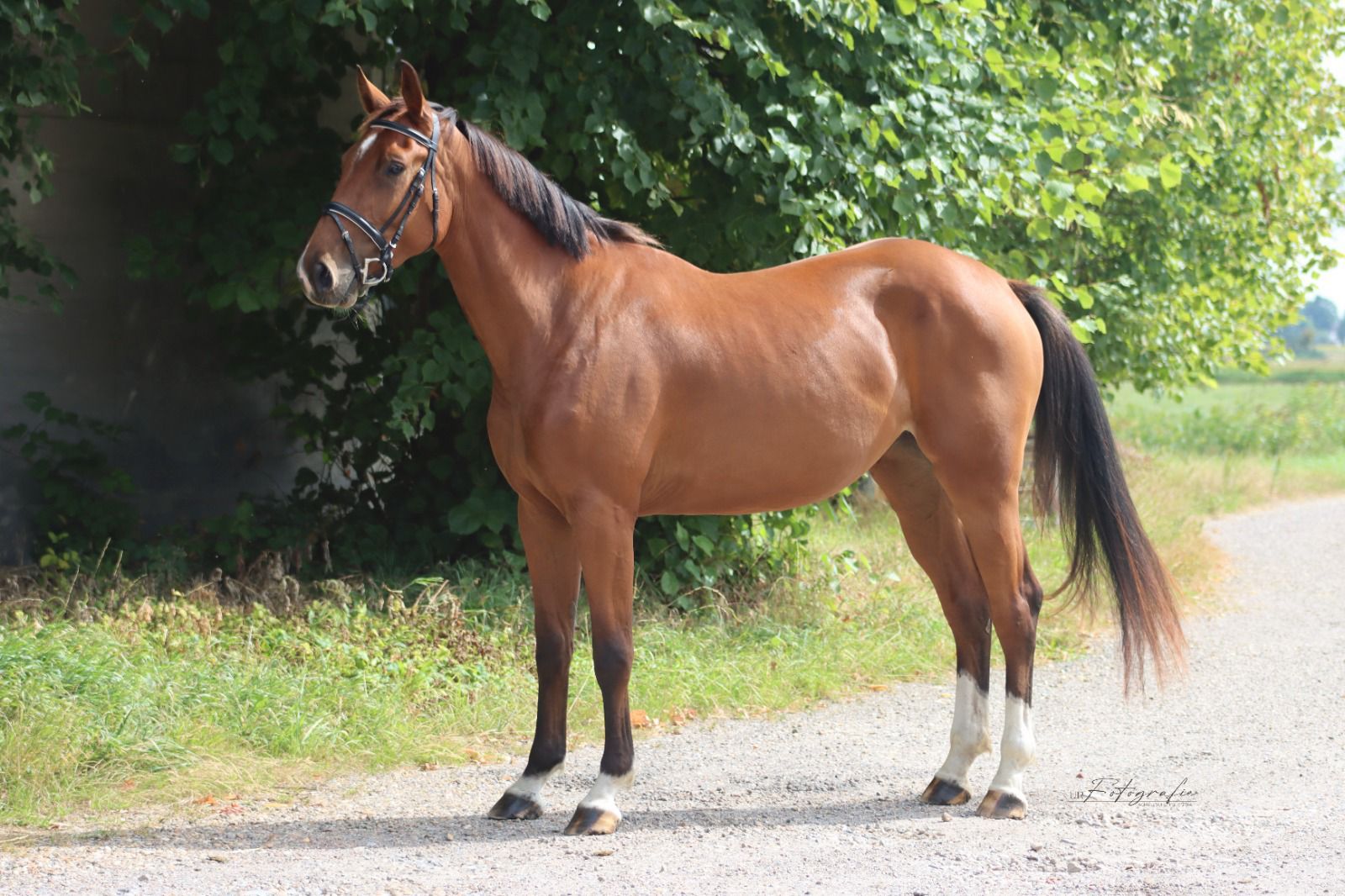 kwpn springpaard merrie 3 years old bruin for sale - Photo 3