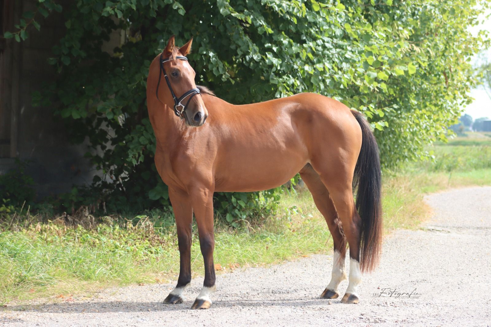 kwpn springpaard merrie 3 years old bruin for sale - Photo 4