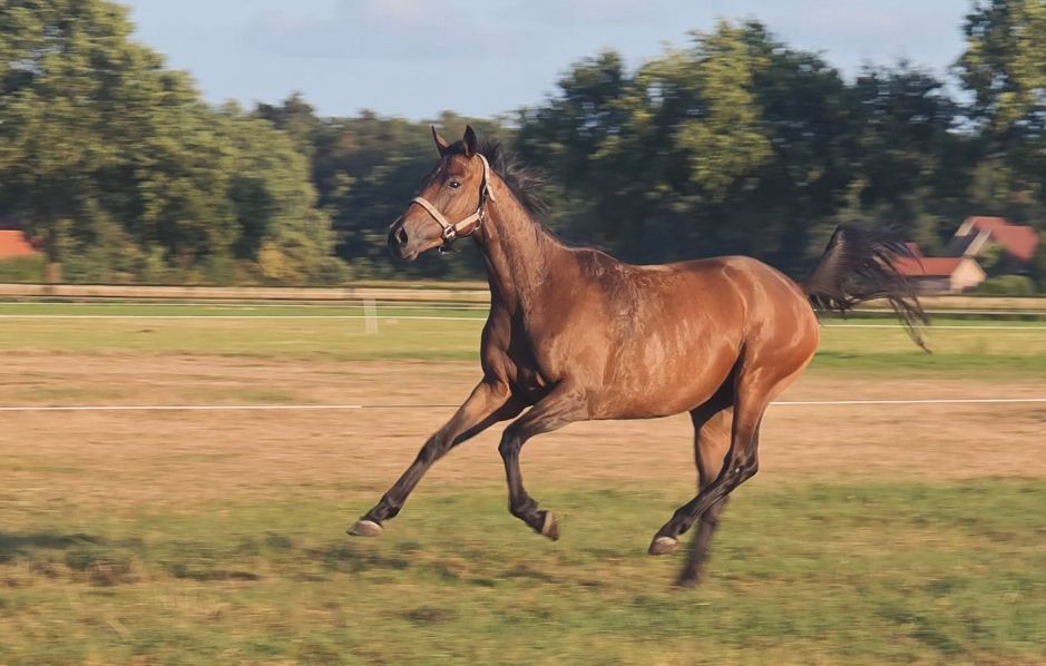 paard ruin 4 سنوات bruin للبيع - صورة 2