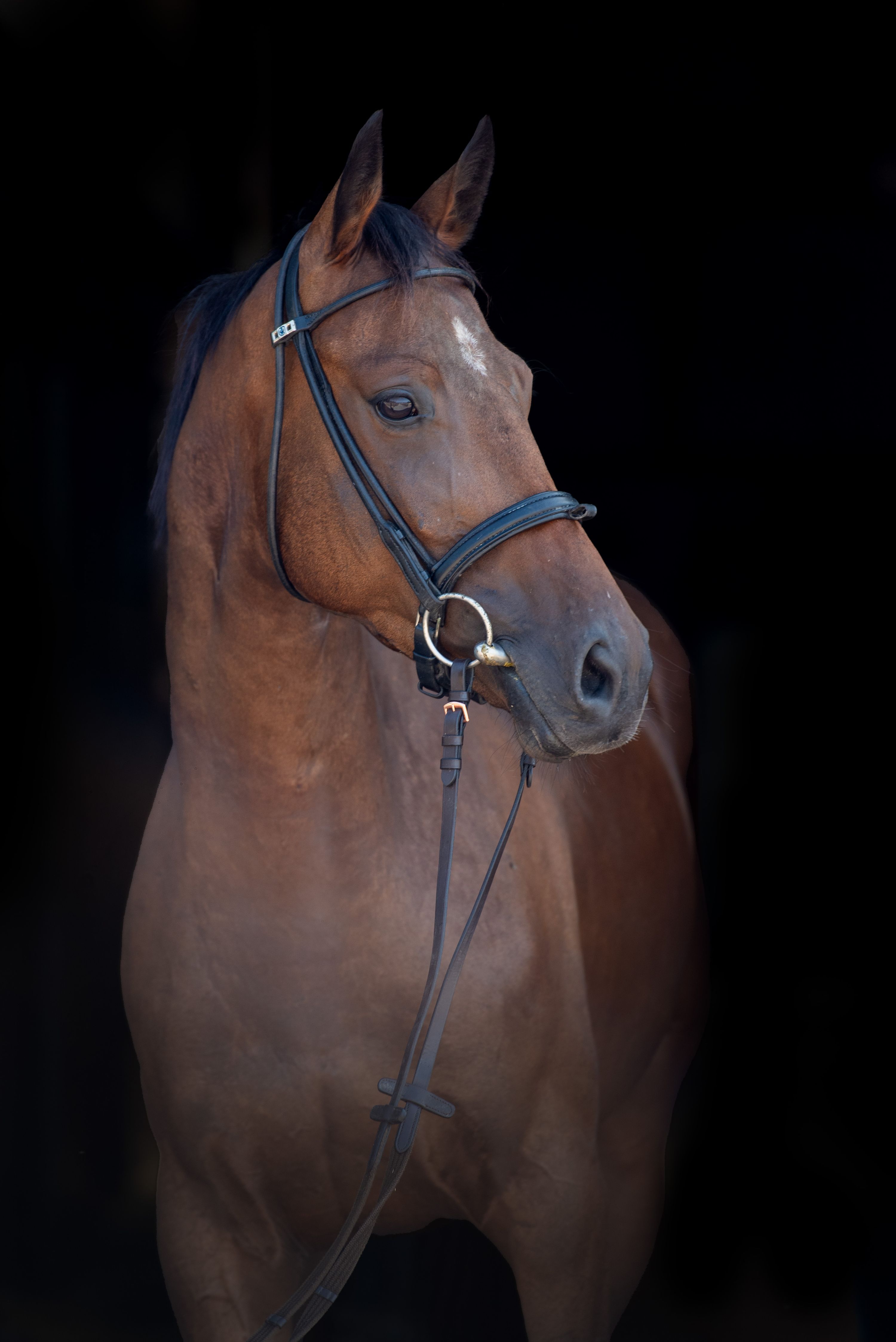 paard ruin 4 سنوات bruin للبيع - صورة 5