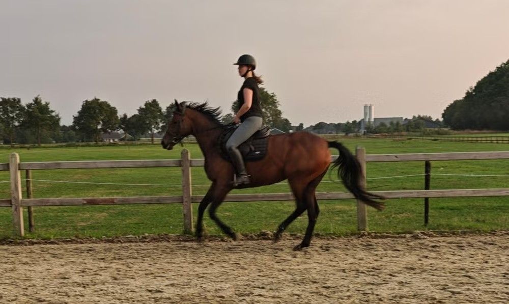paard ruin 4 سنوات bruin للبيع - صورة 6