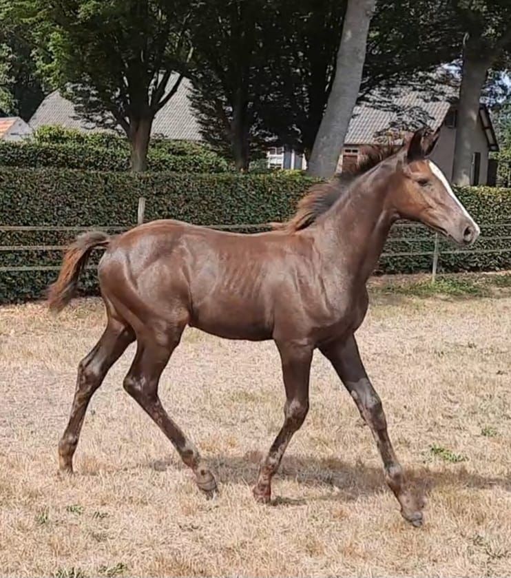 mooi chique veulen van Chacco  Lover uit grand prix stam