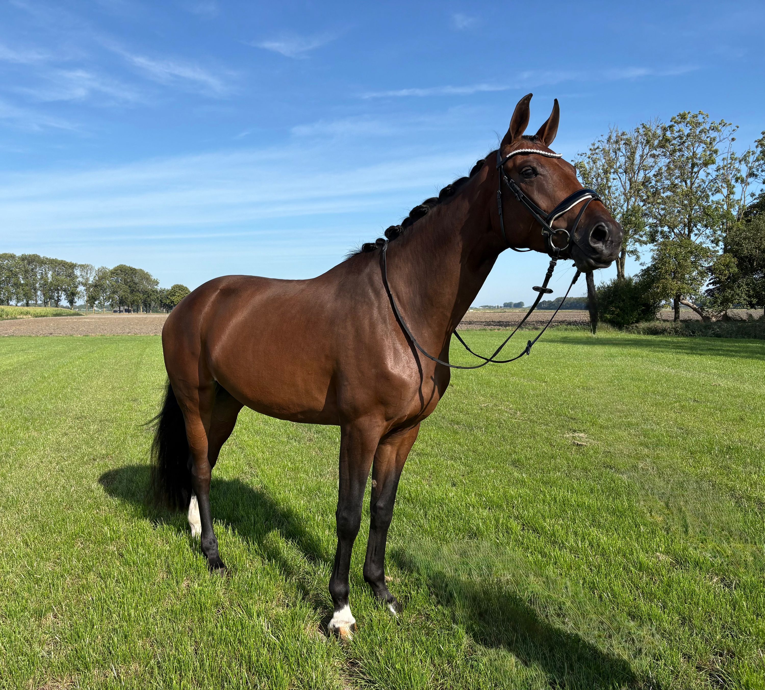 kwpn dressuurpaard merrie 4 Jahre alt bruin zu verkaufen - Foto 3