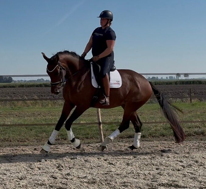 kwpn dressuurpaard merrie 4 Jahre alt bruin zu verkaufen - Foto 4