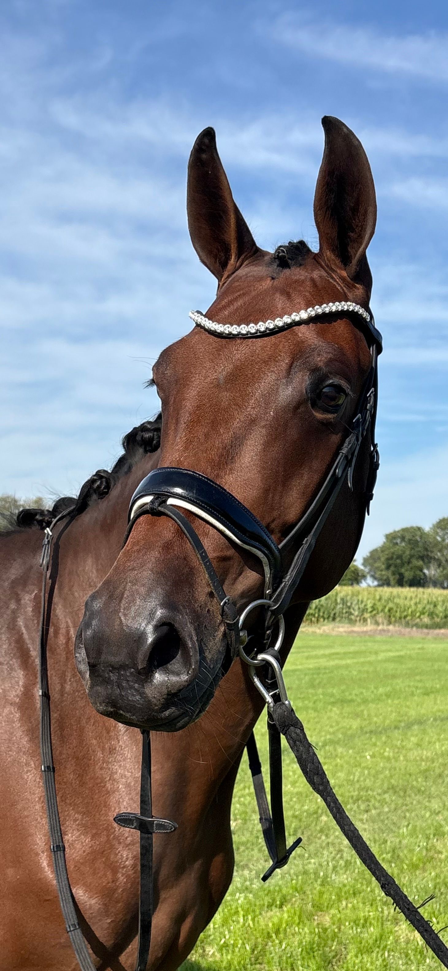 kwpn dressuurpaard merrie 4 Jahre alt bruin zu verkaufen - Foto 2