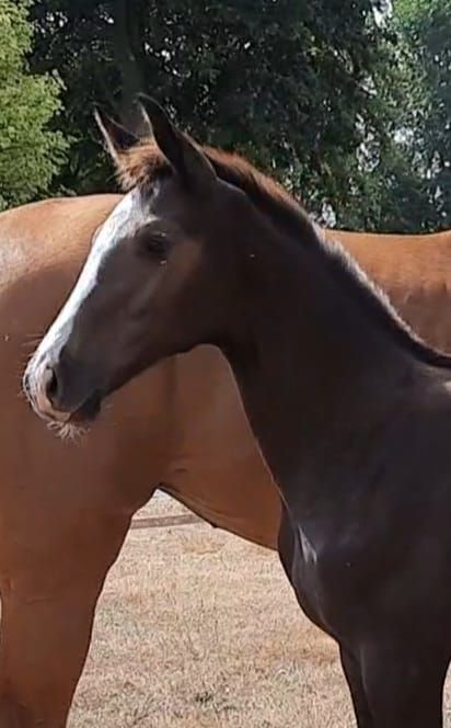 kwpn springpaard merrie 0 years old vos for sale - Photo 2