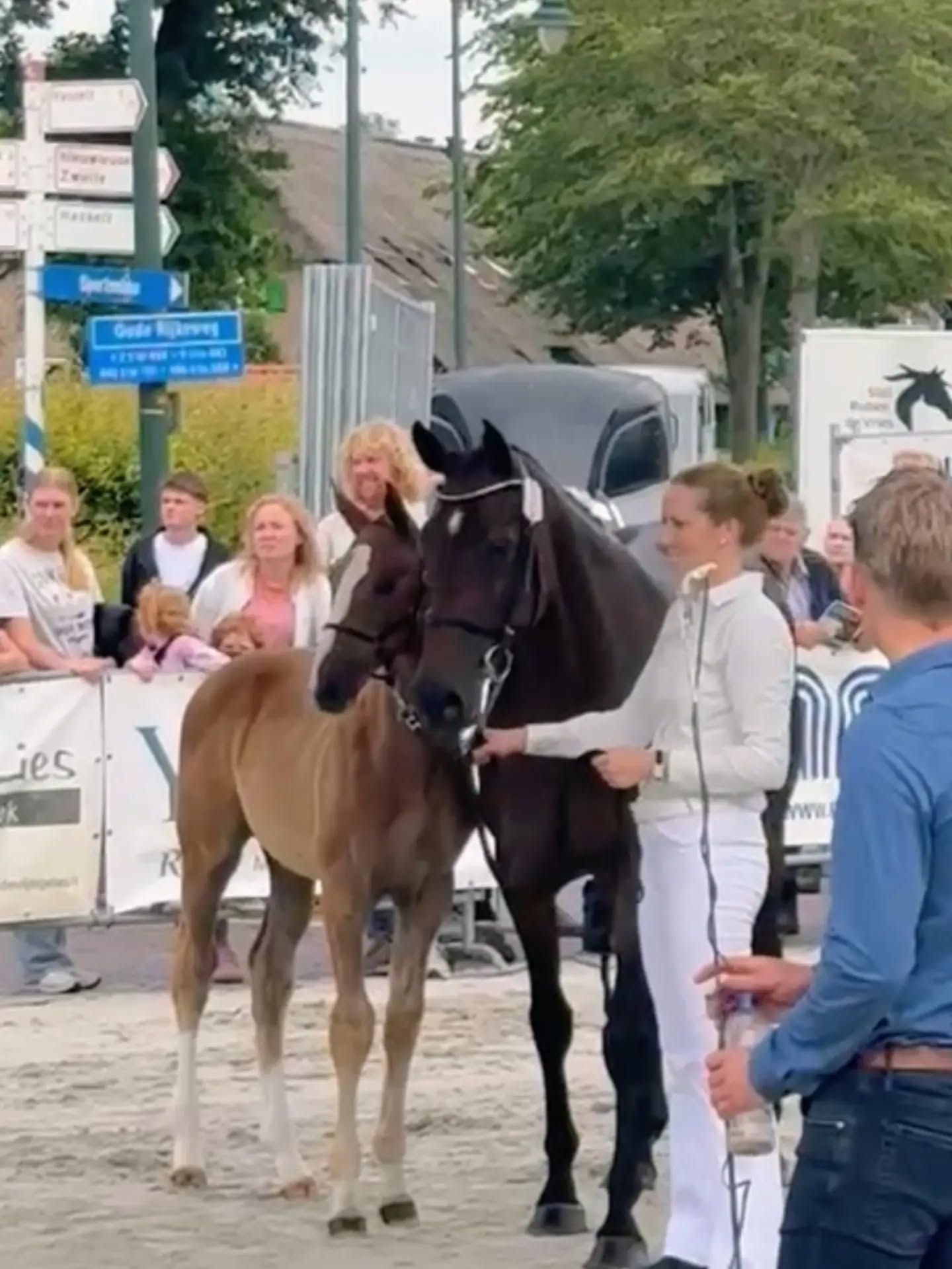 springpaard hengst 0 Jahre alt zu verkaufen - Foto 4