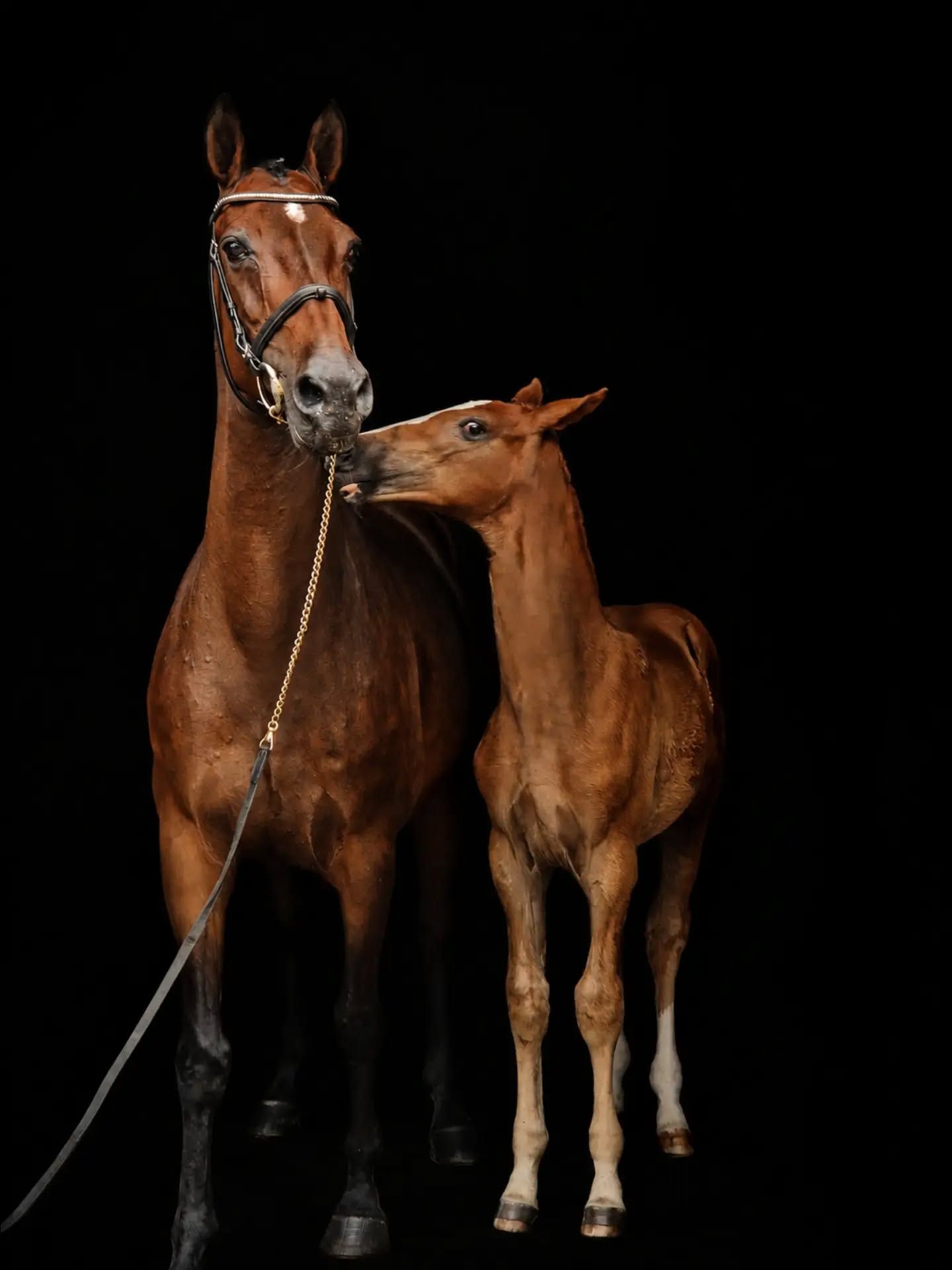 springpaard hengst 0 Jahre alt zu verkaufen - Foto 3