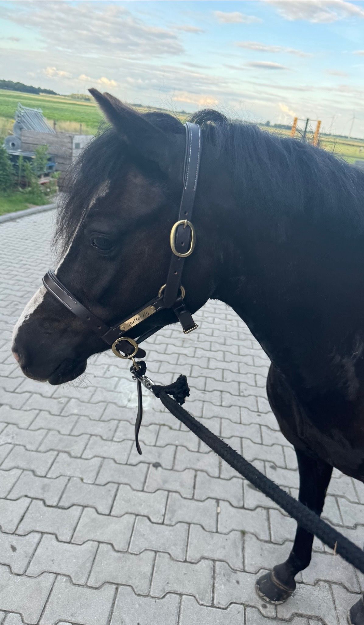 welsh allround-pony merrie 17 år zwart til salg - Foto 2