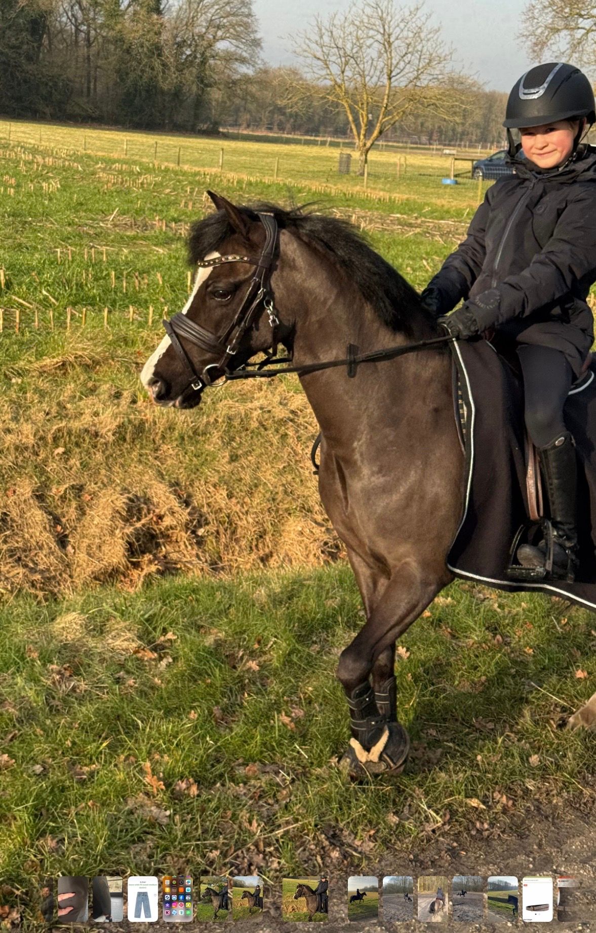 welsh allround-pony merrie 17 år zwart til salg - Foto 4