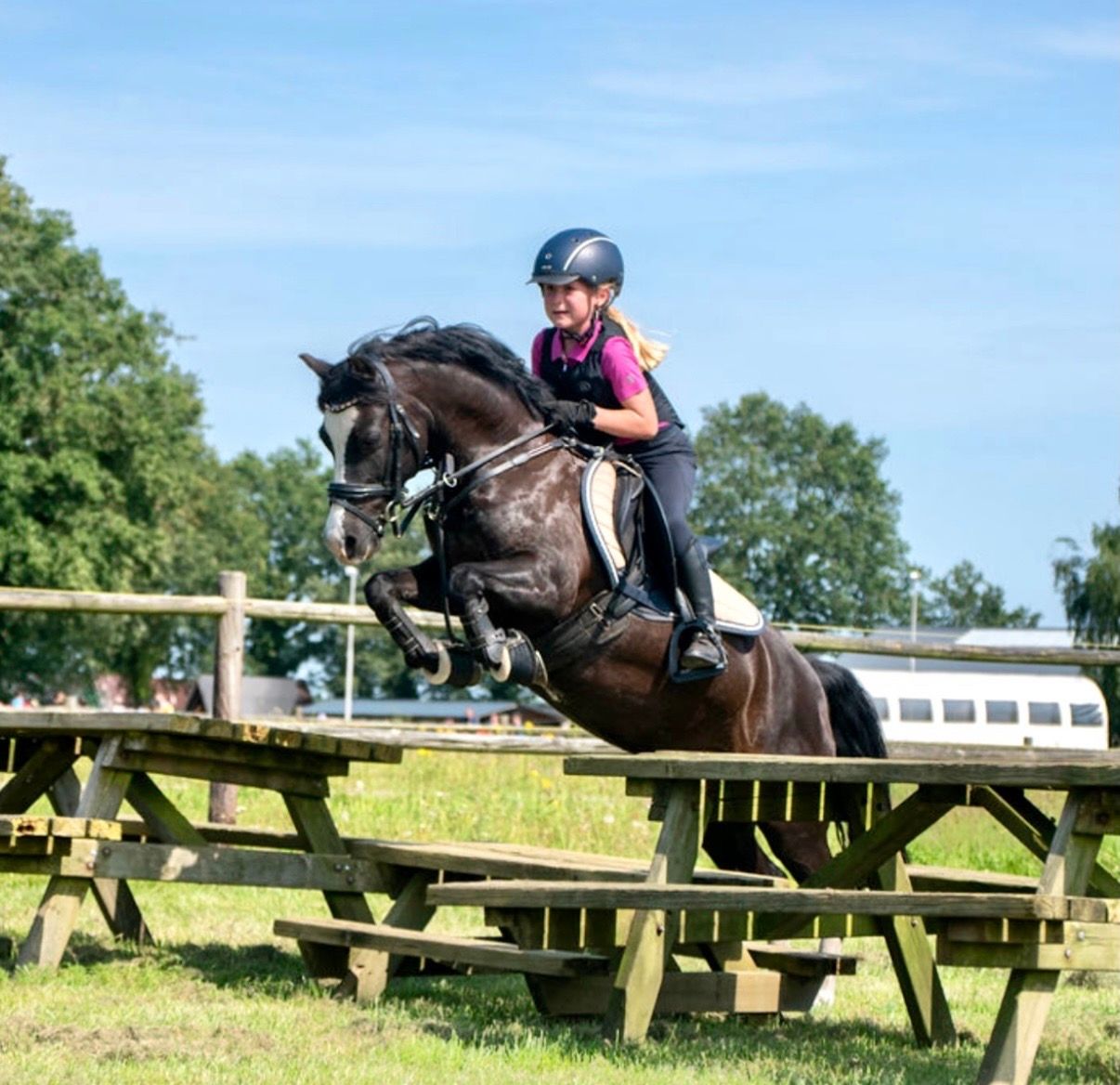 welsh allround-pony merrie 17 år zwart til salg - Foto 3
