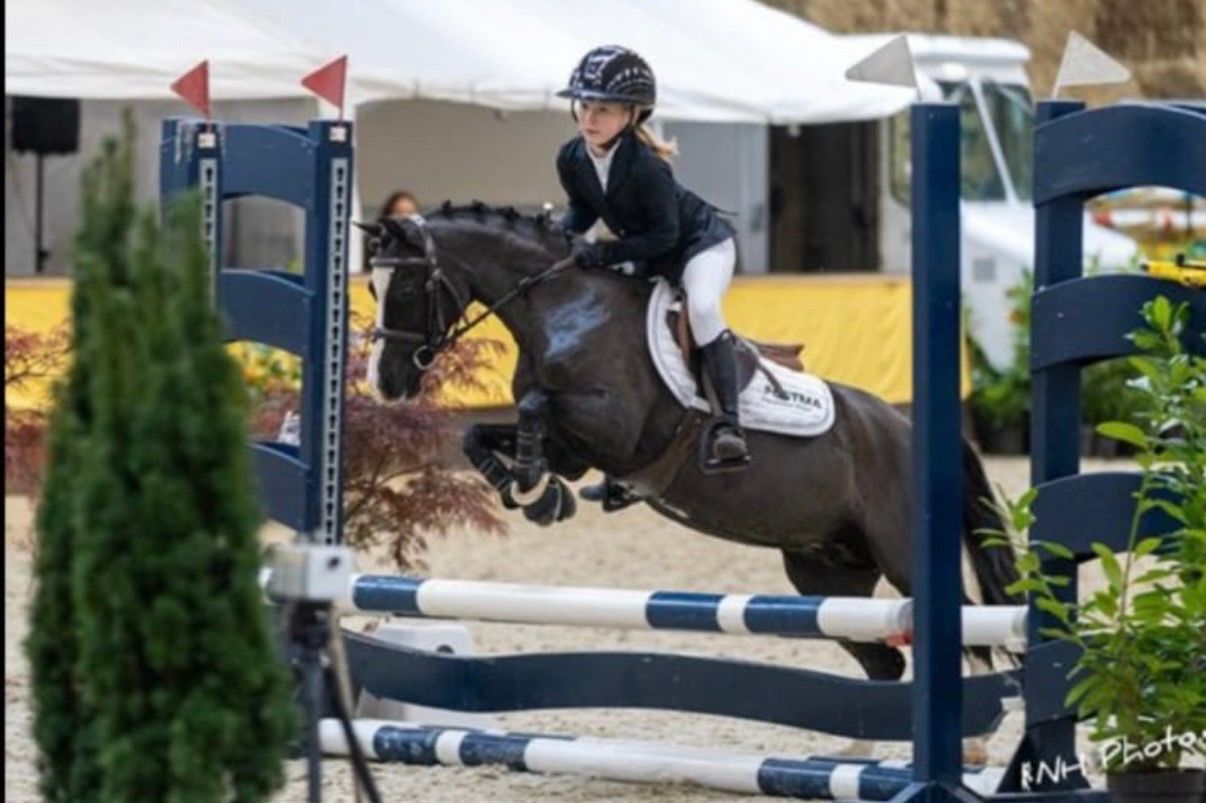 welsh allround-pony merrie 17 år zwart til salg - Foto 6