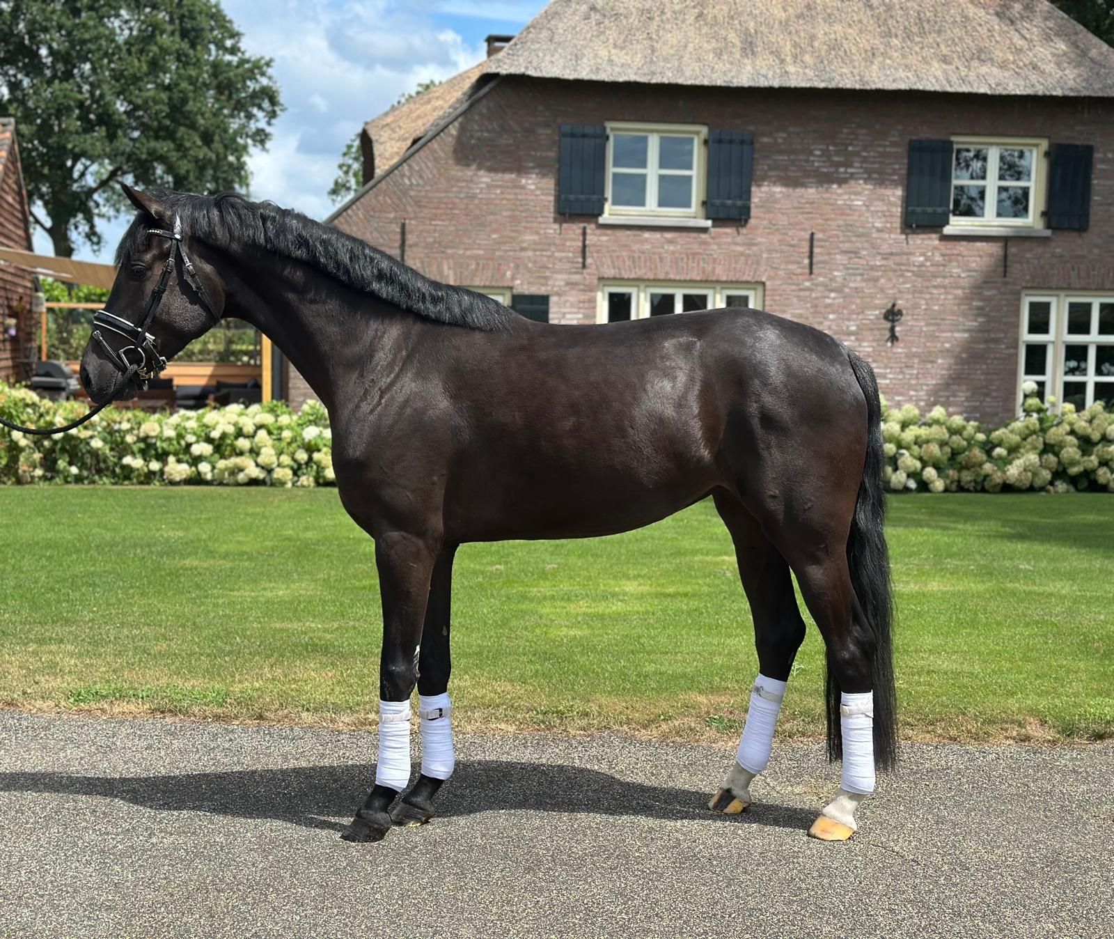 4yo beautiful black dressage mare of Vitalis