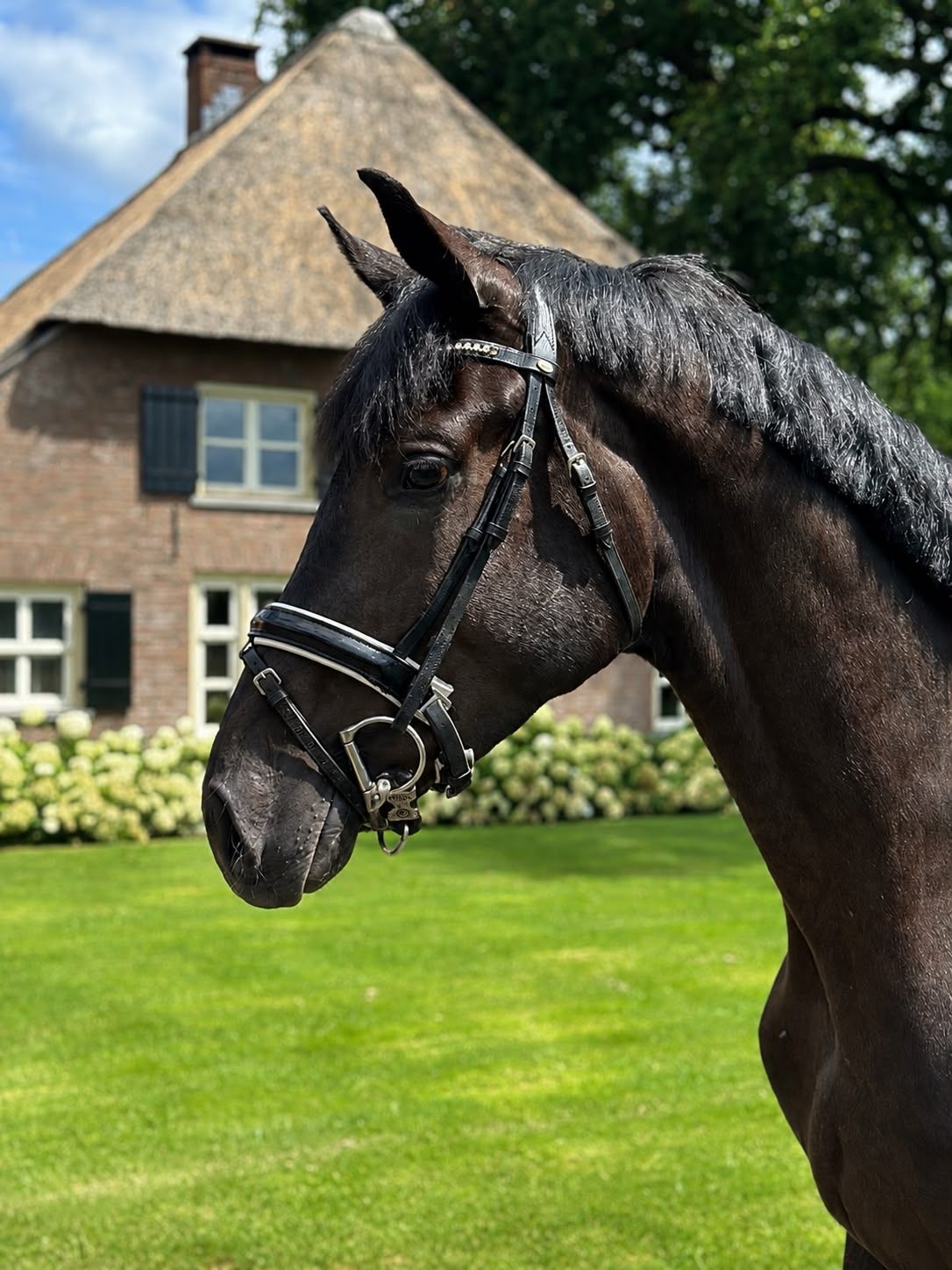 kwpn dressuurpaard merrie 4 Jahre alt zwart zu verkaufen - Foto 2