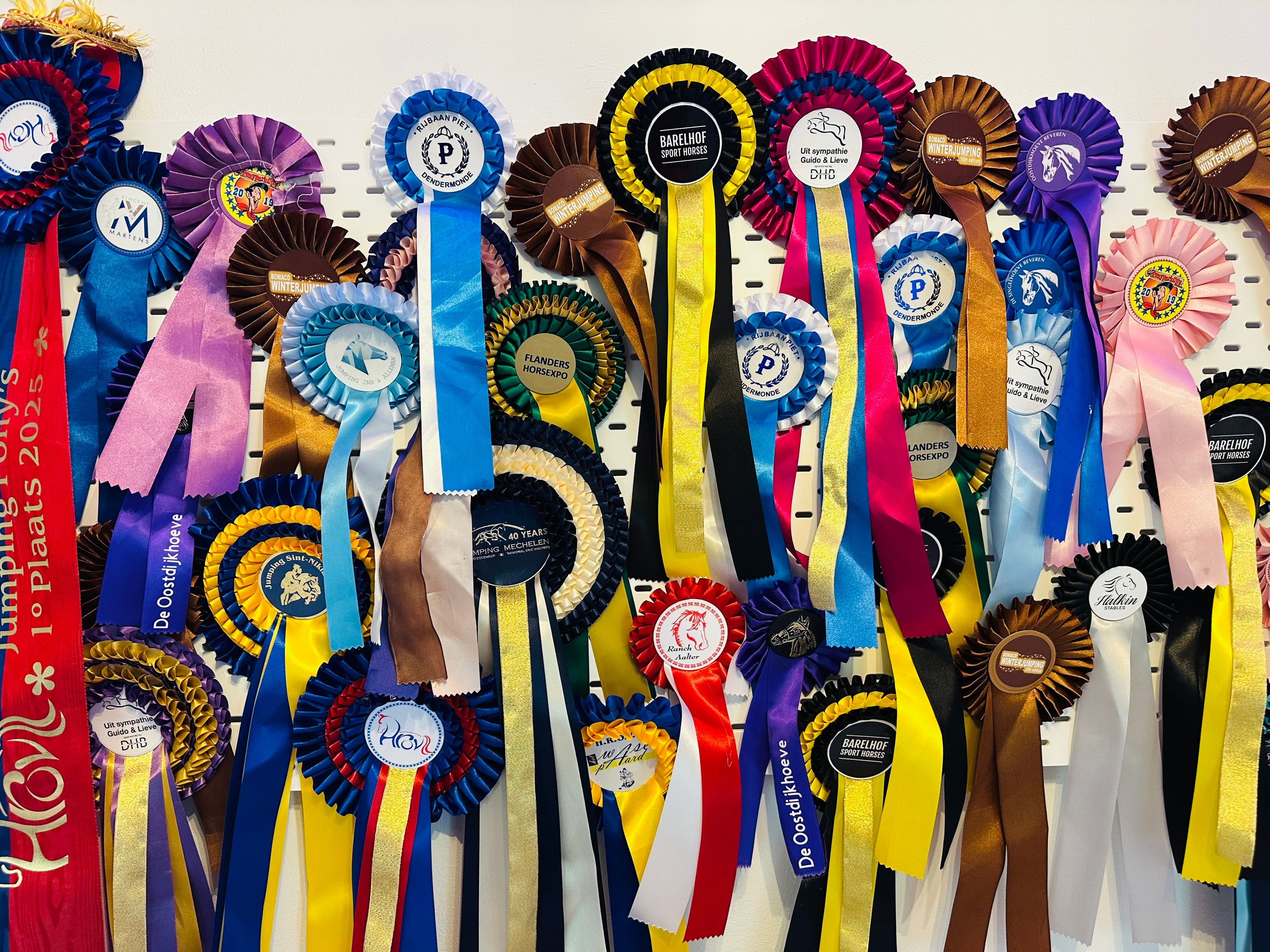 kwpn springpony ruin 18 år donkerbruin til salg - Foto 2