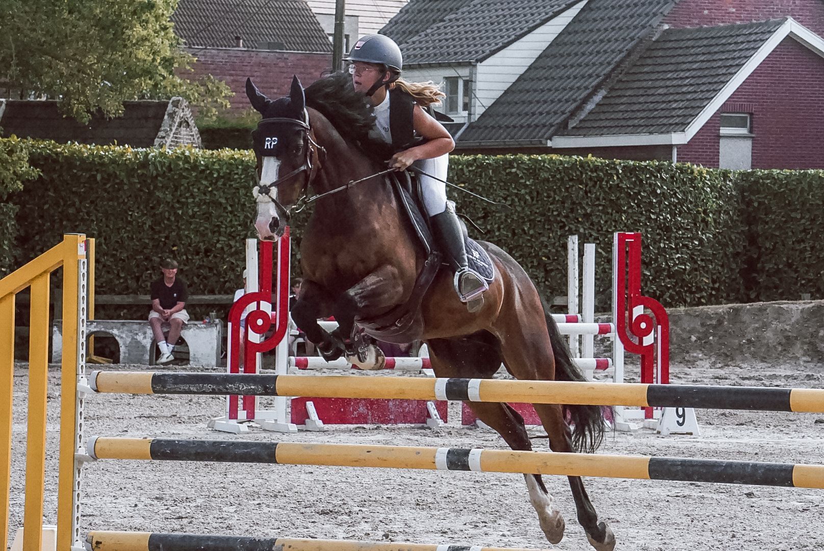 kwpn springpony ruin 18 år donkerbruin til salg - Foto 5