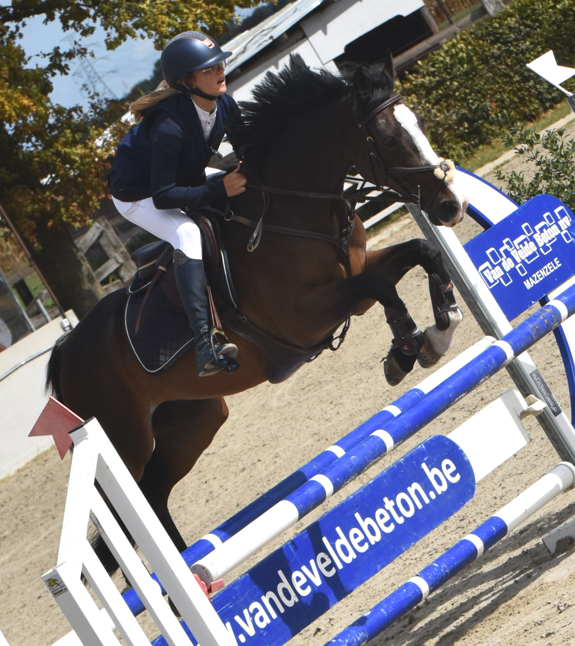 kwpn springpony ruin 18 år donkerbruin til salg - Foto 6