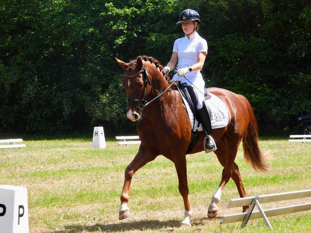 kwpn dressuurpaard ruin 4 jaar vos te koop - Foto 2