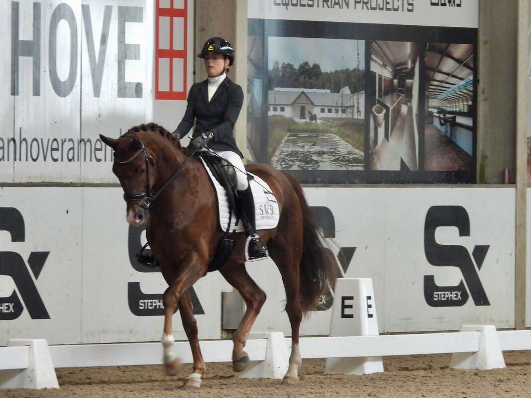 kwpn dressuurpaard ruin 4 jaar vos te koop - Foto 3